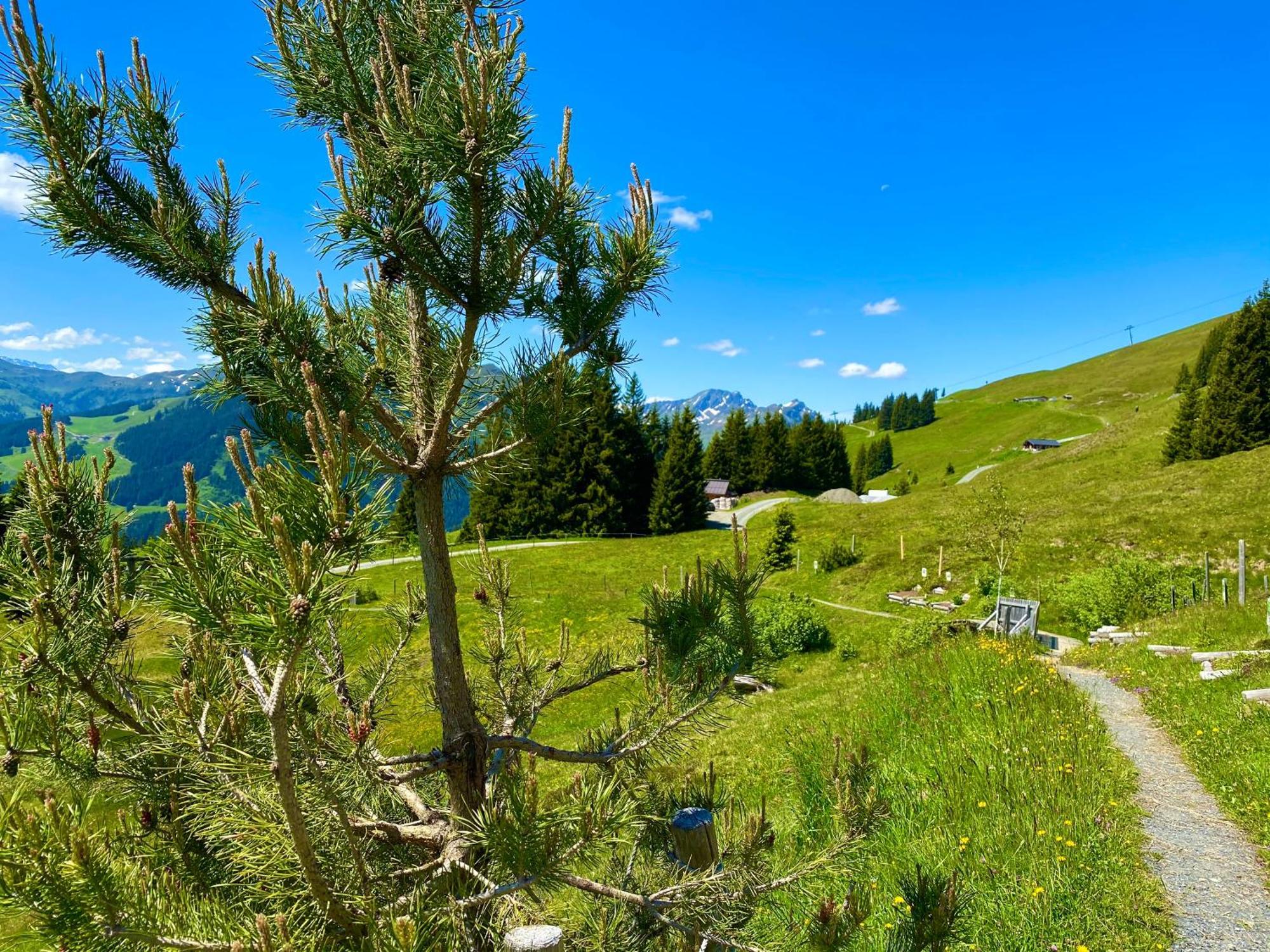 Séjour chez l'habitant Alm Seasons Premium & Saalbach-Hinterglemm